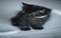 Mixed Breed cats for sale: Ragdoll x kittens for sale - Image 5