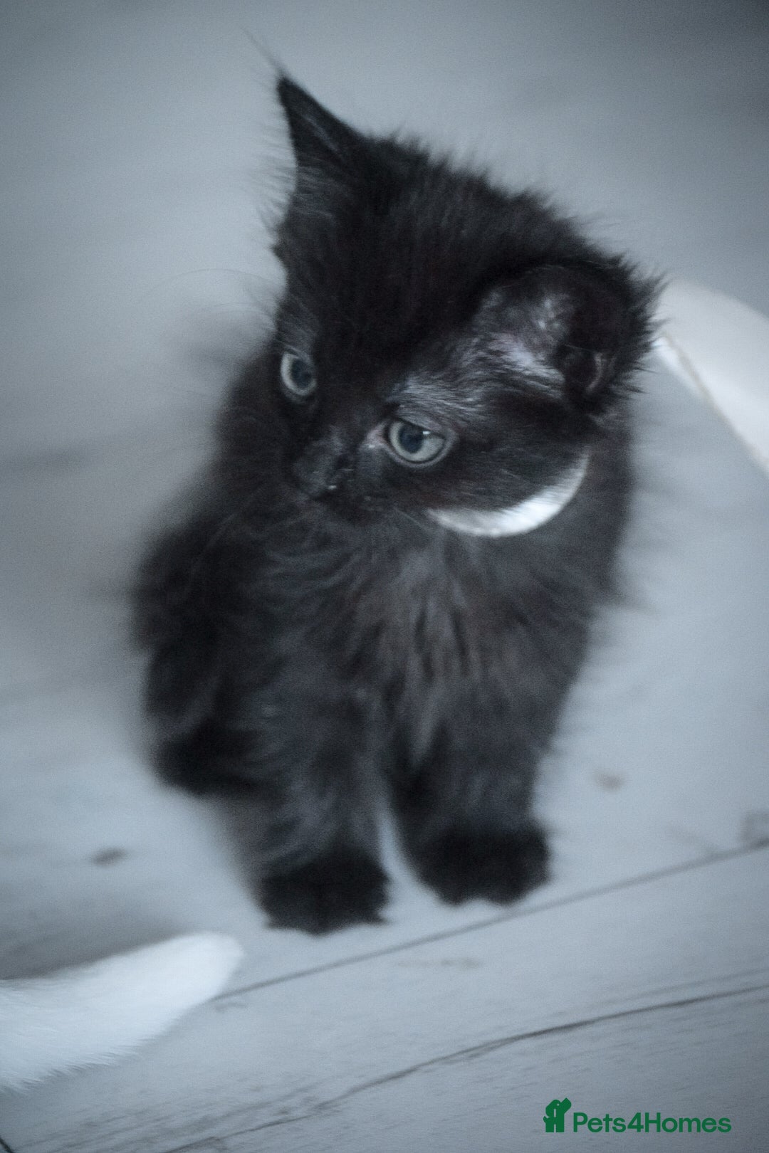 Mixed Breed cats for sale: Ragdoll x kittens for sale - Image 5