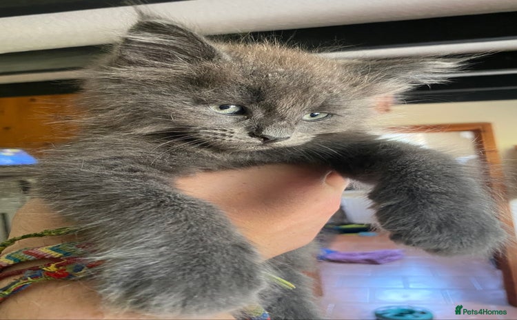 Maine Coon cats - Advert 2