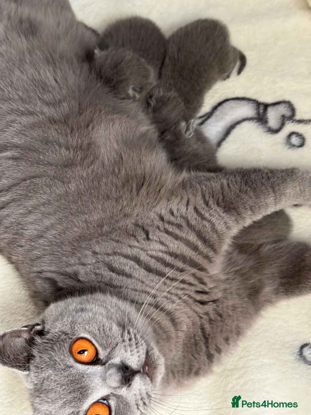 British Shorthair cats for sale: Blue & Lilac Pedigree British Shorthair in Cradley Heath - Advert 6