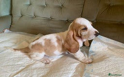 Basset Hound dogs for sale: Basset Hound Puppies - Image 4