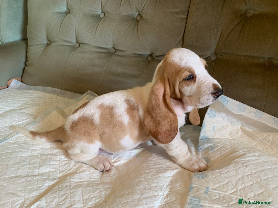 Basset Hound dogs for sale: Basset Hound Puppies - Image 4