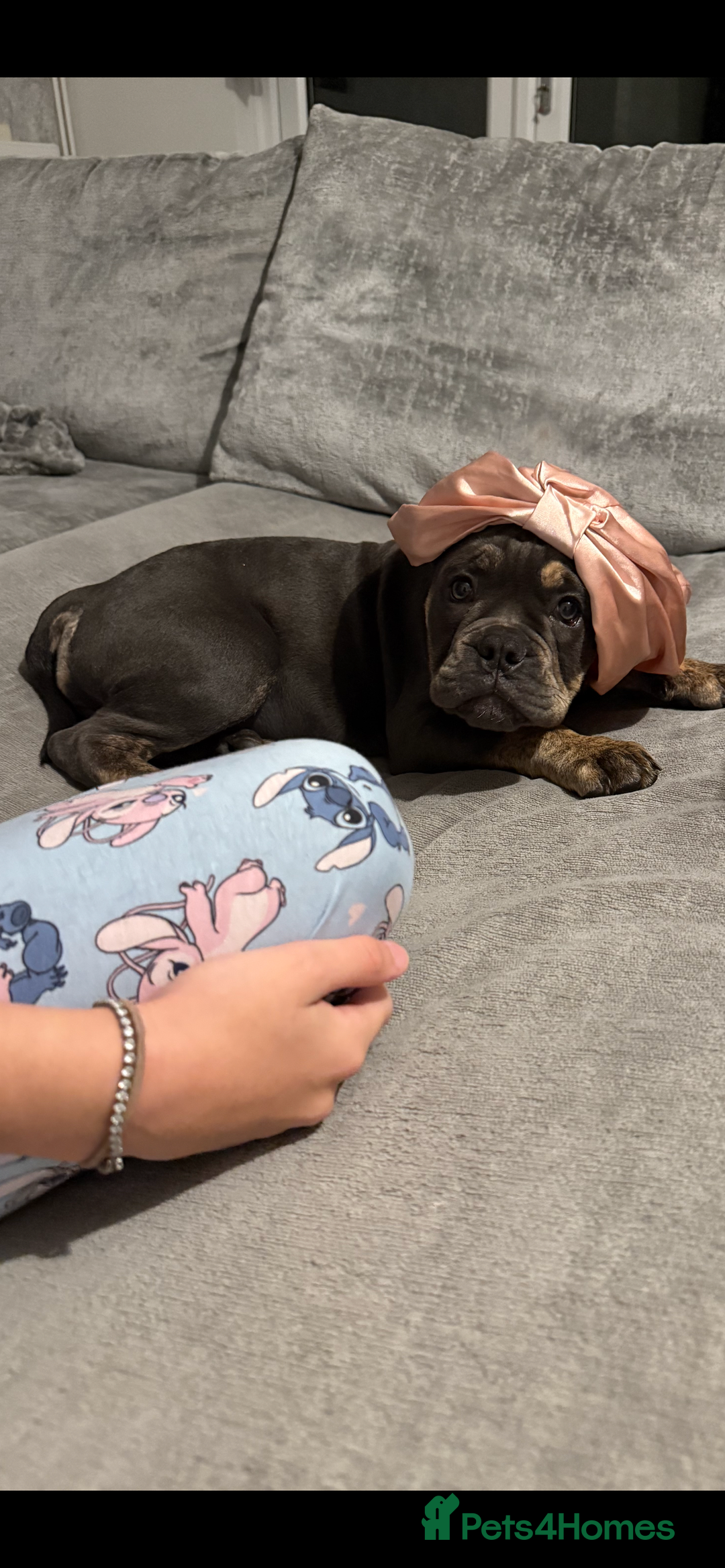 Olde English Bulldogge dogs for sale: Olde English bulldog female pup  - Advert 4