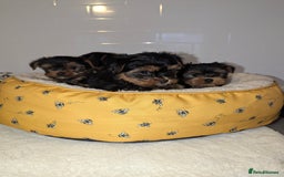 Yorkshire Terrier dogs for sale: Adorable Yorkshire terrier puppies available  - Image 1