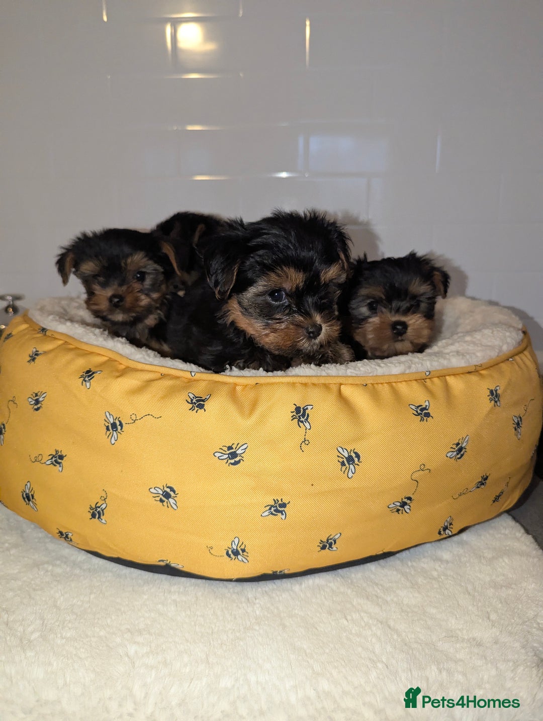 Yorkshire Terrier dogs for sale: Adorable Yorkshire terrier puppies available  - Image 1
