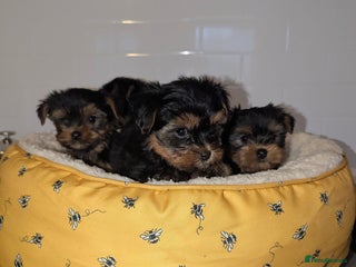 Yorkshire Terrier dogs for sale - Advert 1
