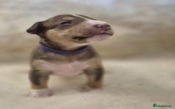 Miniature Bull terrier dogs for sale: 🐾 Exclusive Miniature Bull Terrier Puppies 🐾 - Image 25