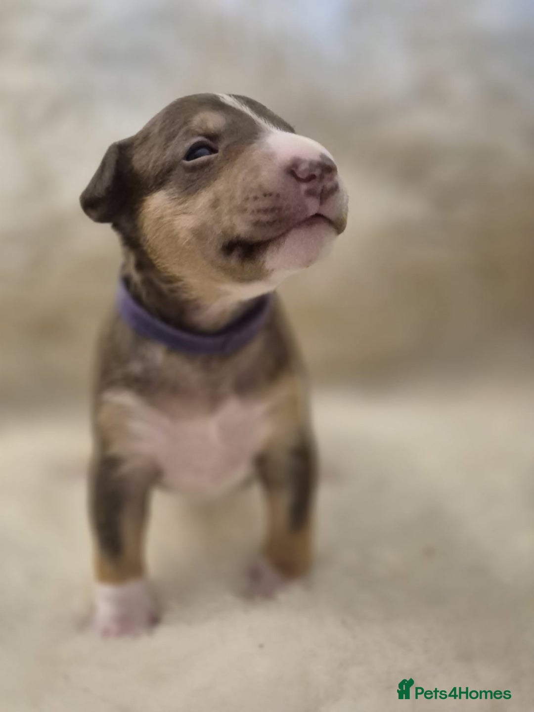 Miniature Bull terrier dogs for sale: 🐾 Exclusive Miniature Bull Terrier Puppies 🐾 - Image 25