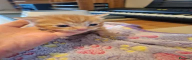 Ginger Boy