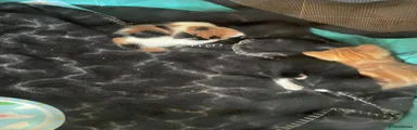 Mixed Breed 7