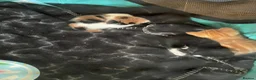 Mixed Breed cats for sale: 7 beautiful kittens  - Advert 12