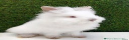 Lionhead rabbits for sale: willow - Advert 4