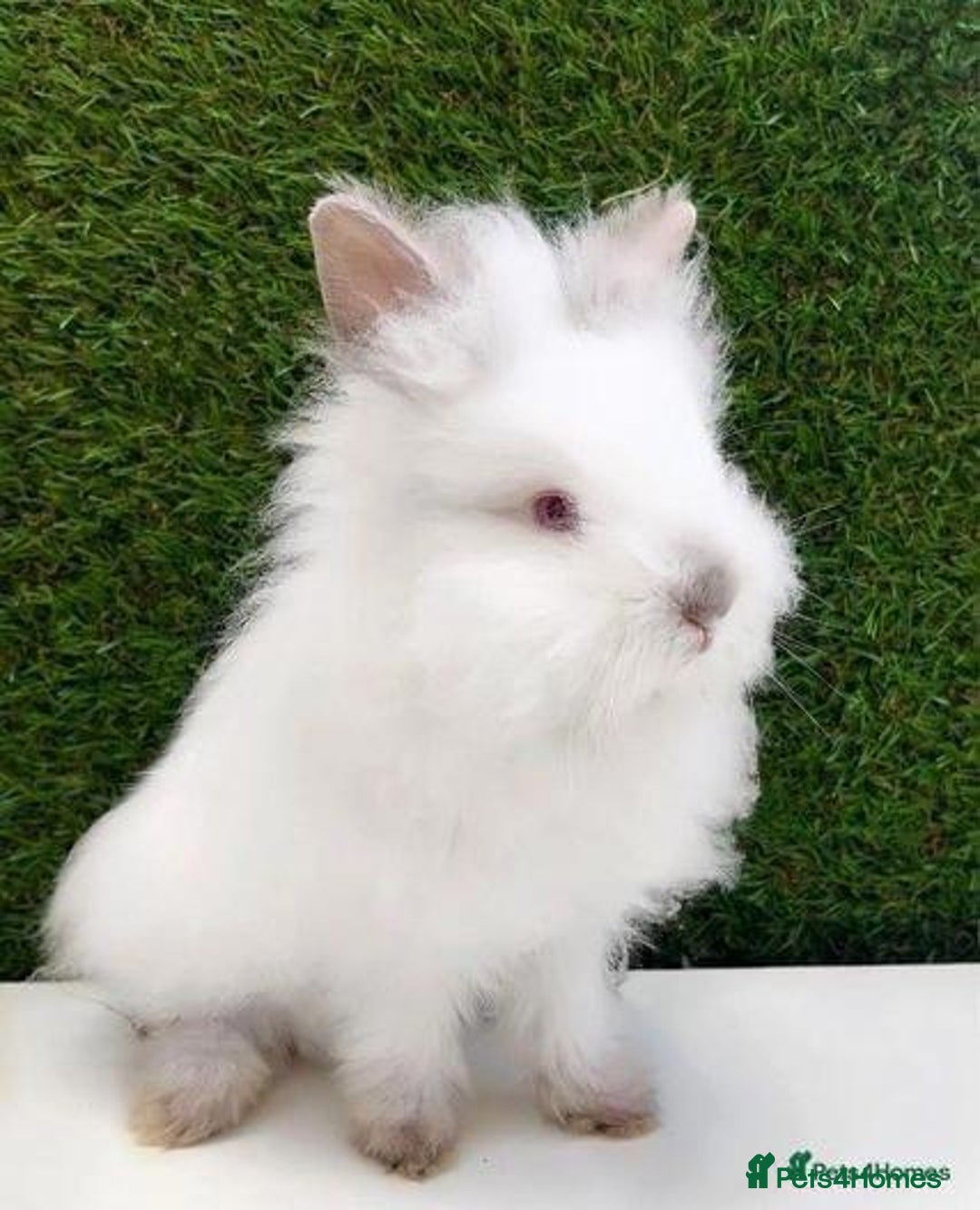 Lionhead rabbits for sale: willow - Advert 4