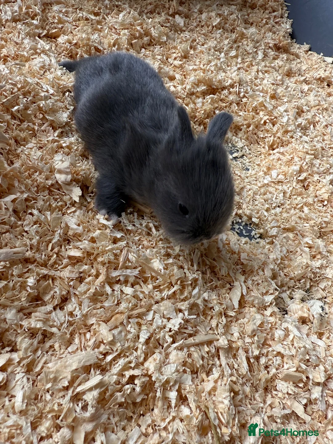 Mixed Breed rabbits for sale: Mini Rex / lions head  in Staines - Advert 5