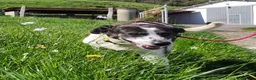 Mixed Breed dogs for adoption: Lula, a spanish mastif - pointer cross  in Barnoldswick - Advert 10
