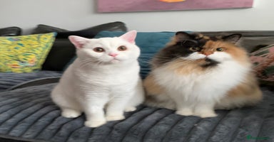 British Shorthair cats - Advert 14