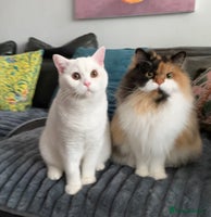 British Shorthair cats - Advert 14