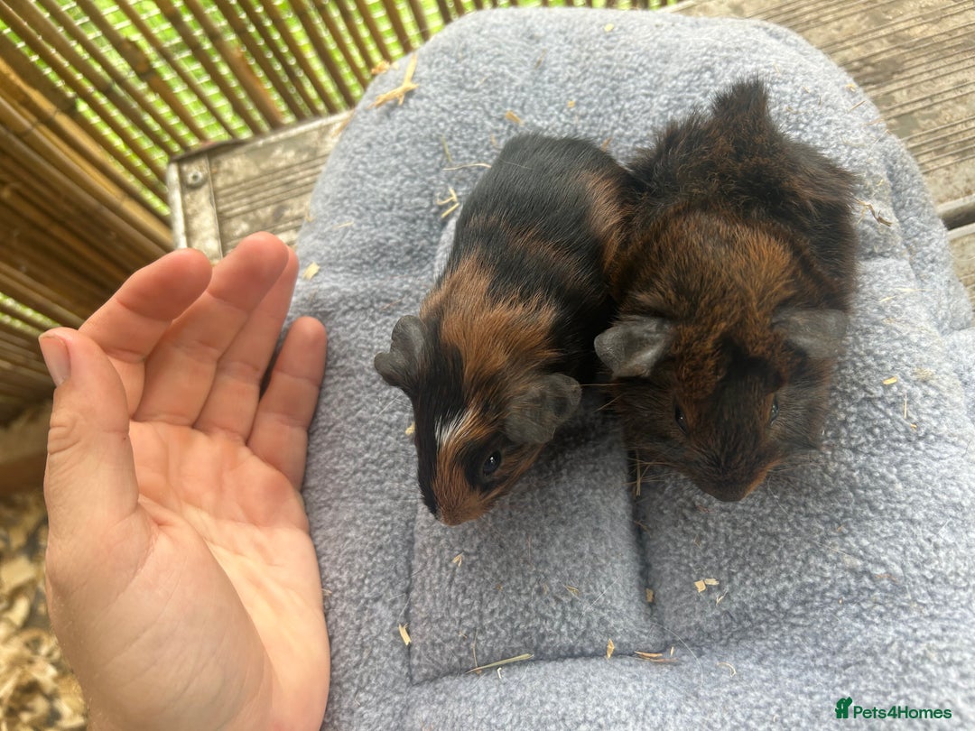 Guinea Pig rodents for sale: Baby guinea pigs - 2 male 2 female in London - Image 7