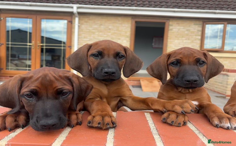 Rhodesian Ridgeback dogs in ELY - Advert 1