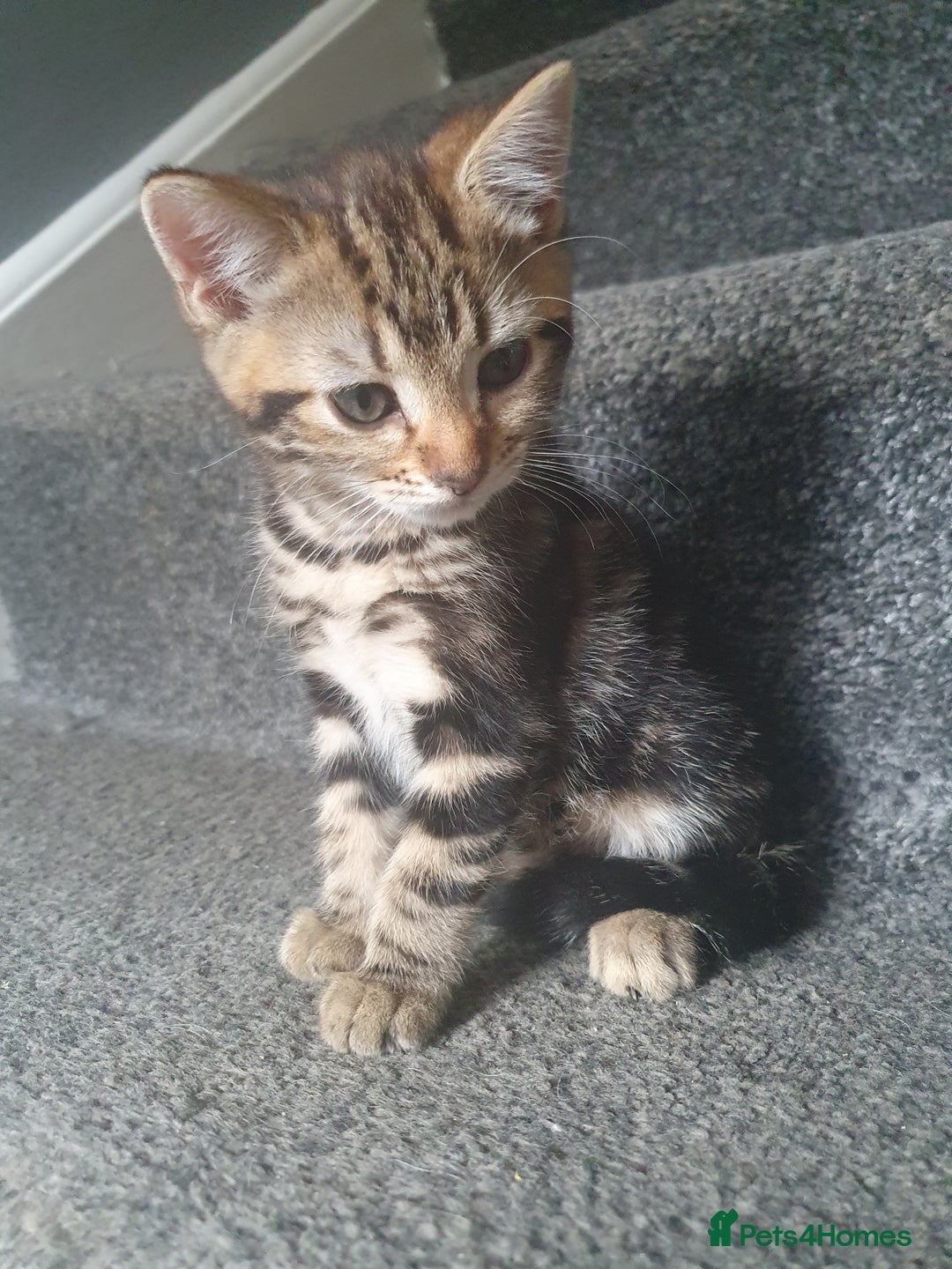Mixed Breed cats for sale: Playful male kittens - Image 6