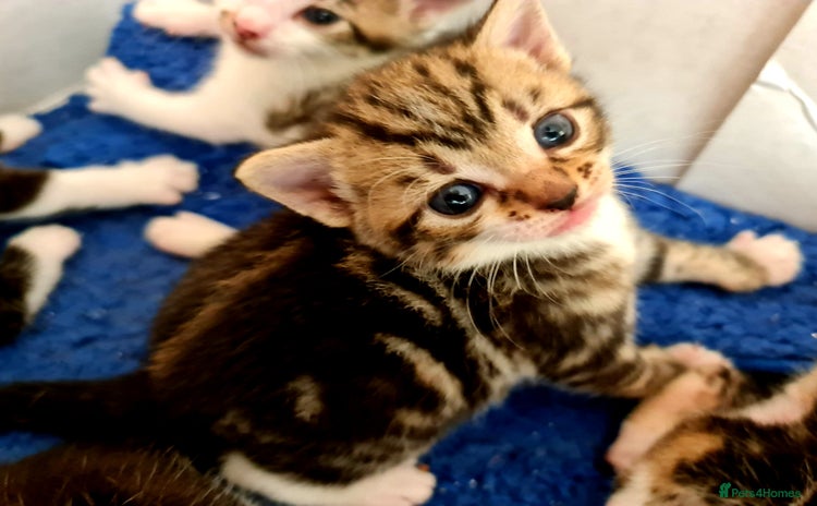 Mixed Breed cats - Advert 6
