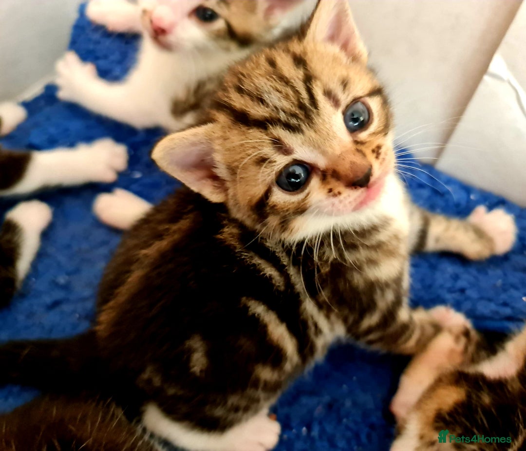 Mixed Breed cats for sale: Sweet Black & White & Tabby Kittens - Image 1