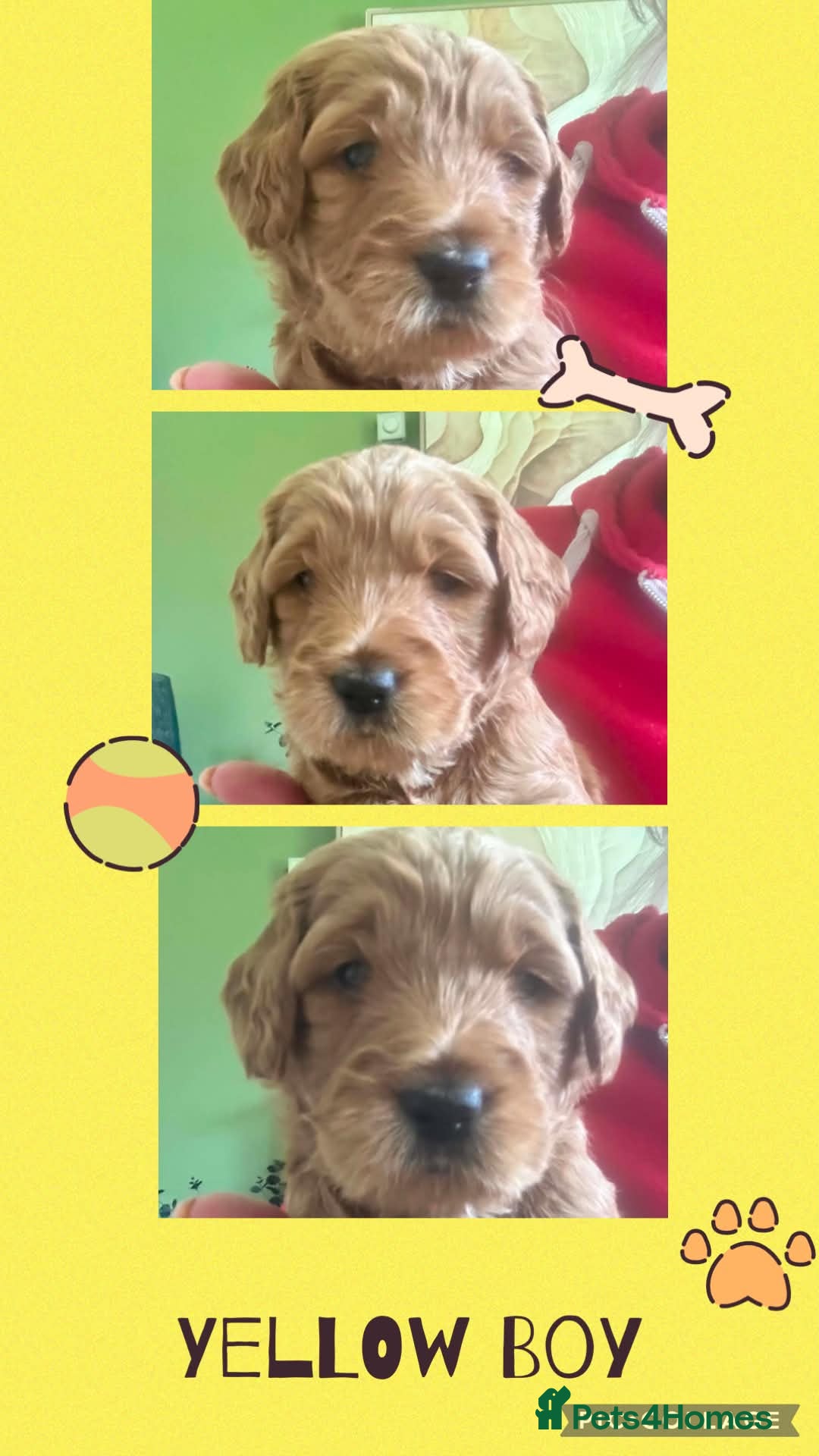 Double Doodle dogs Goldendoodle / Australian Double Doodle  - Advert 4
