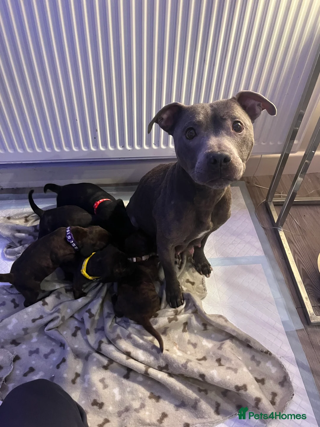 Mixed Breed dogs for sale: Blue staff X dachshund - Advert 2