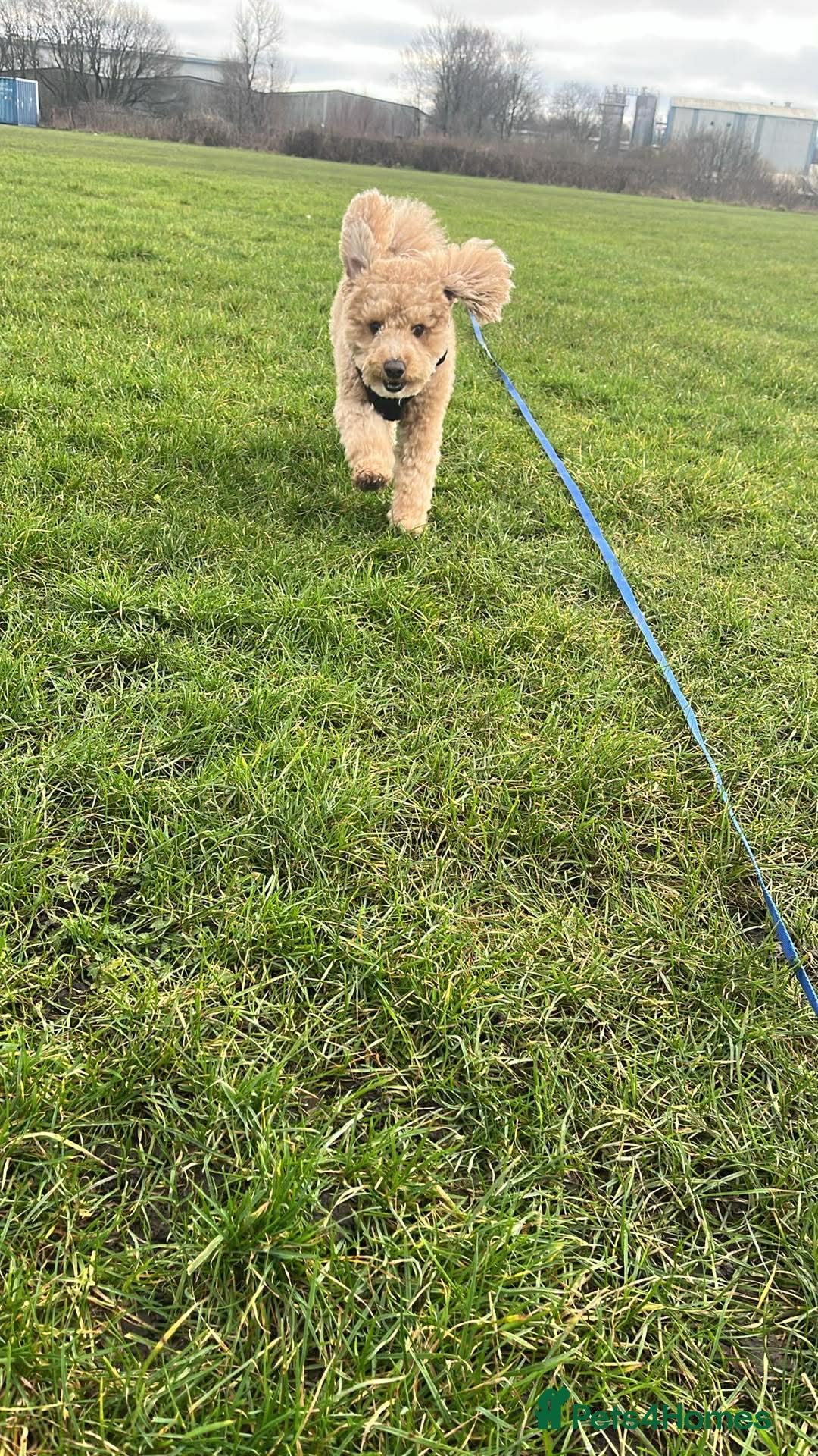 Poochon dogs Rex male Poochon for stud in Heywood  - Advert 2