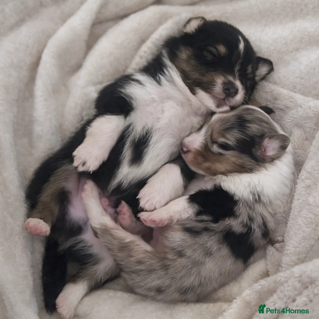 Shetland Sheepdog dogs for sale: New litter - Advert 1