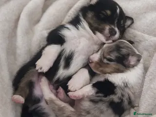 Shetland Sheepdog dogs New litter - Advert 3