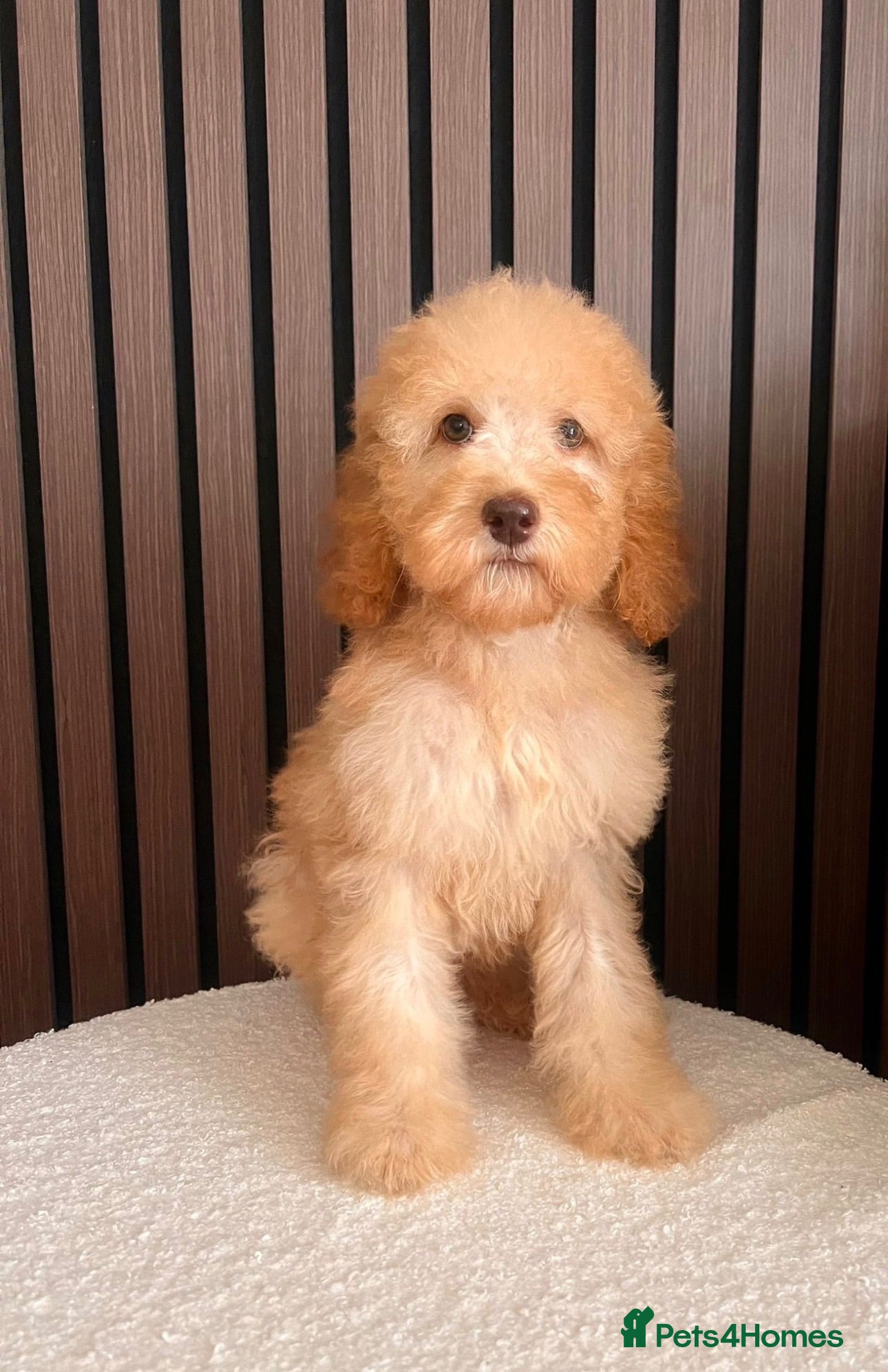 Labradoodle dogs HEAVILY REDUCED 1 Girl Remaining Labradoodles  - Advert 1