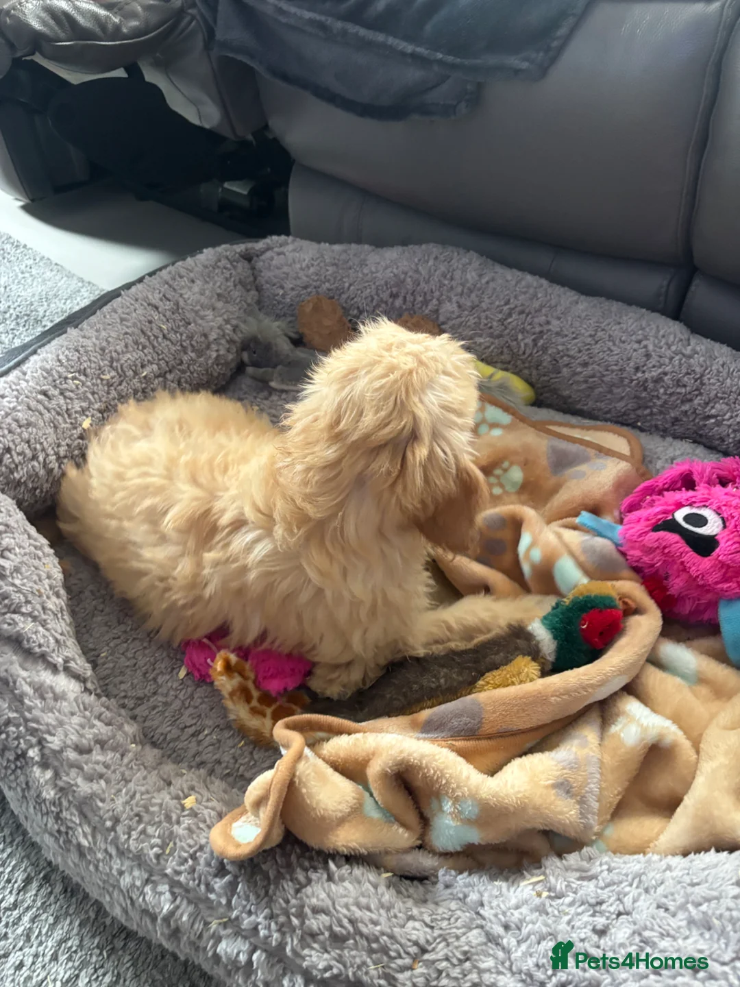 Goldendoodle dogs for sale: Golden doodles fully vaccinated ready to leave - Advert 2