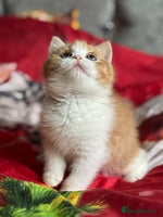 British Shorthair cats Tica reg red bi colour kitten boy (20 December ) - Advert 1