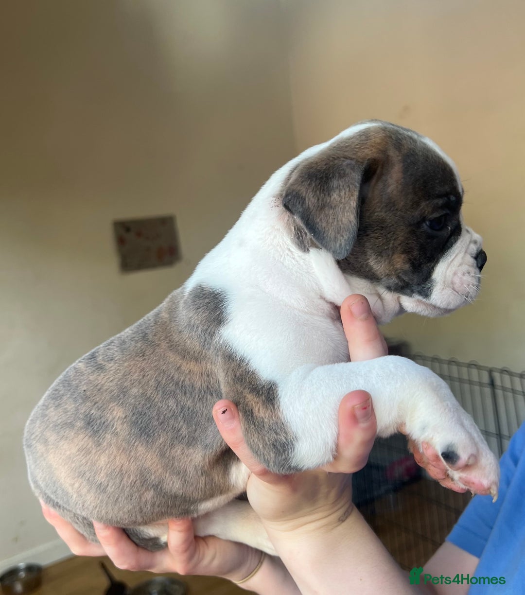 Mixed Breed dogs for sale: Olde Thyme English bulldog X New english bulldogs - Image 8