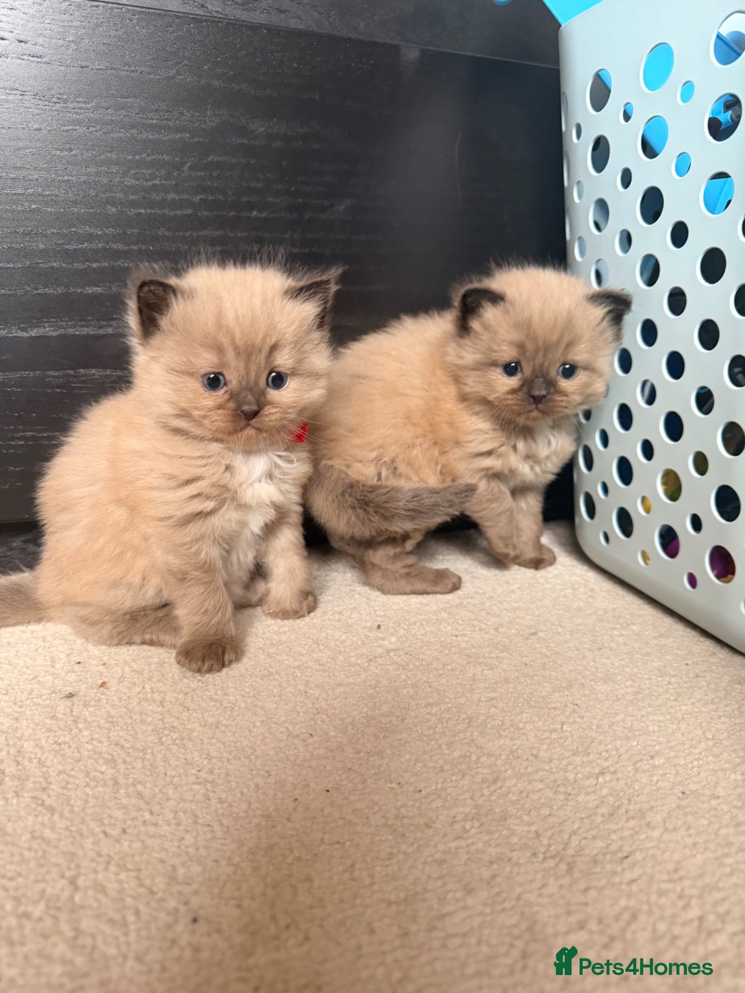 Ragdoll cats ✨ Stunning Seal Mink Ragdoll Kittens–3 Boys   - Advert 1