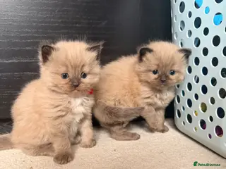 Ragdoll cats ✨ Stunning Seal Mink Ragdoll Kittens–3 Boys - Advert 1