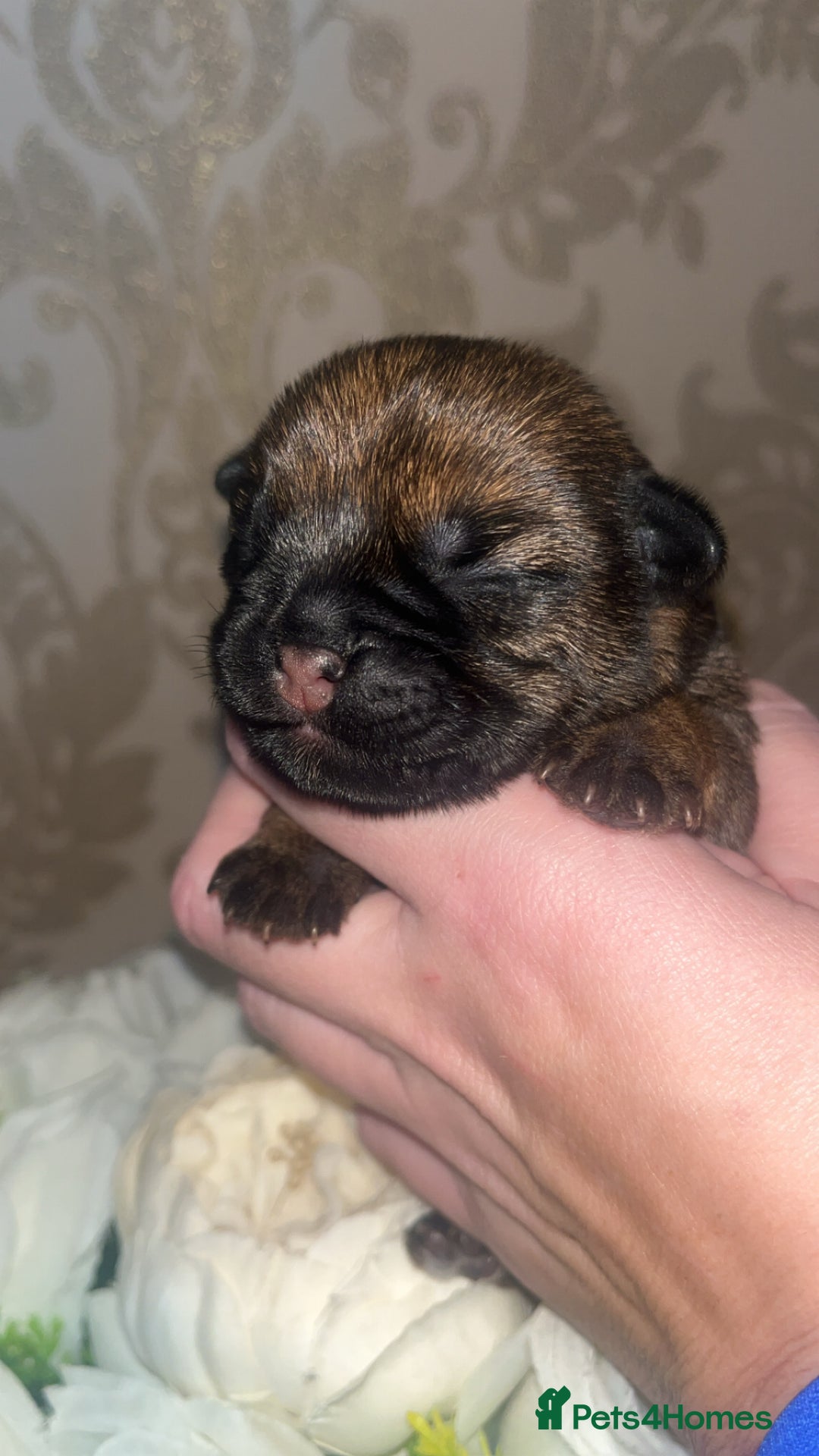 Border Terrier dogs for sale: Border Terrier Pup Family Man’s Best Friend - Advert 10