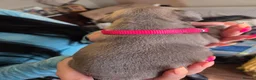 French Bulldog dogs for sale: French Bulldog pups - Advert 20