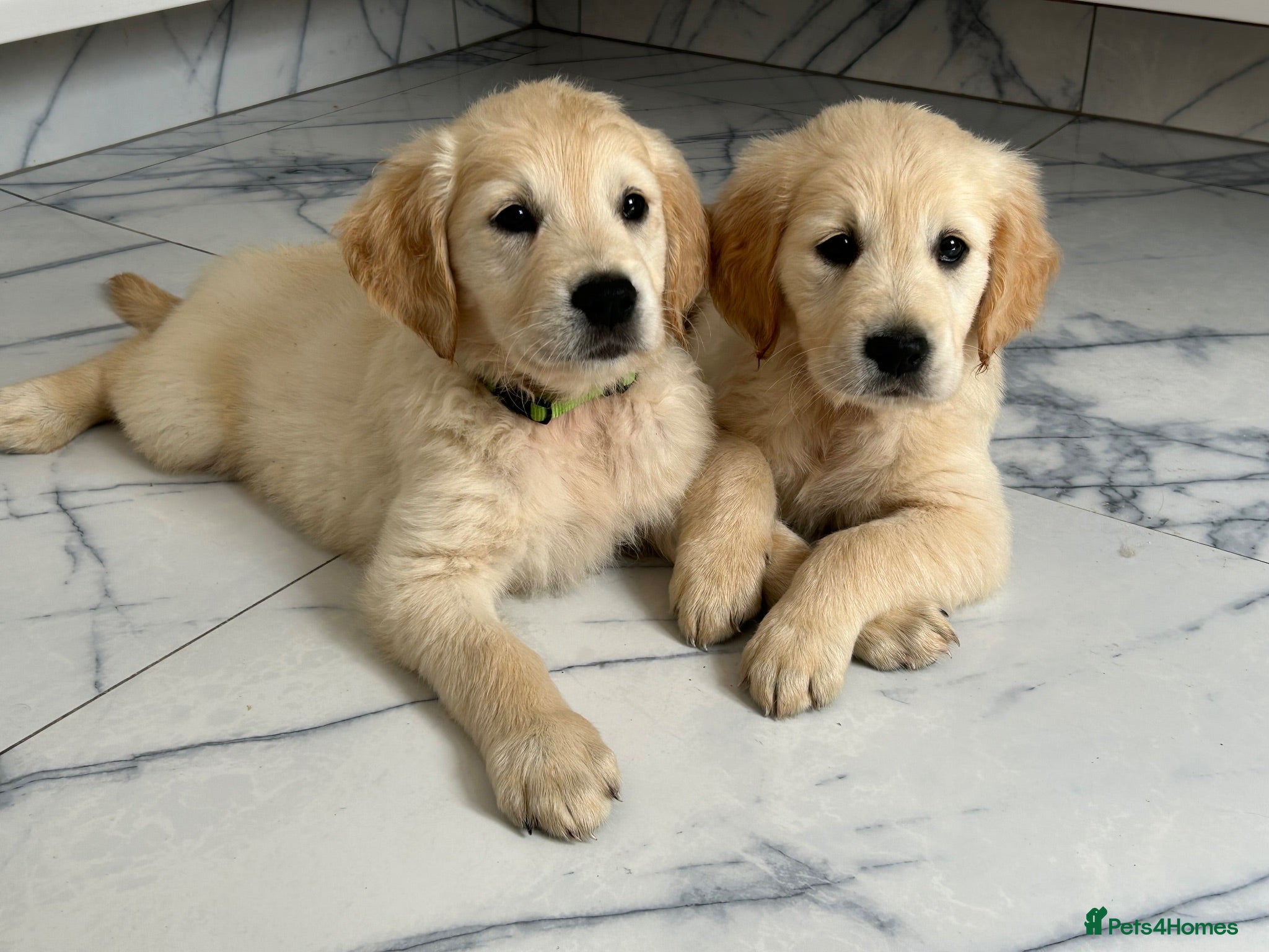 Golden Retriever dogs KC registered golden retriever puppies ready now. - Advert 2
