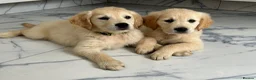 Golden Retriever dogs for sale: KC registered golden retriever puppies ready now. - Advert 5
