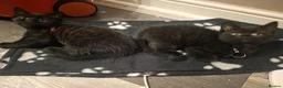 Mixed Breed cats for sale: Scottish fold x maine coon  - Advert 6