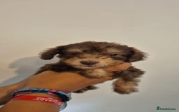 Bedlington Terrier dogs for sale: Bedlington terrier puppies  - Image 12