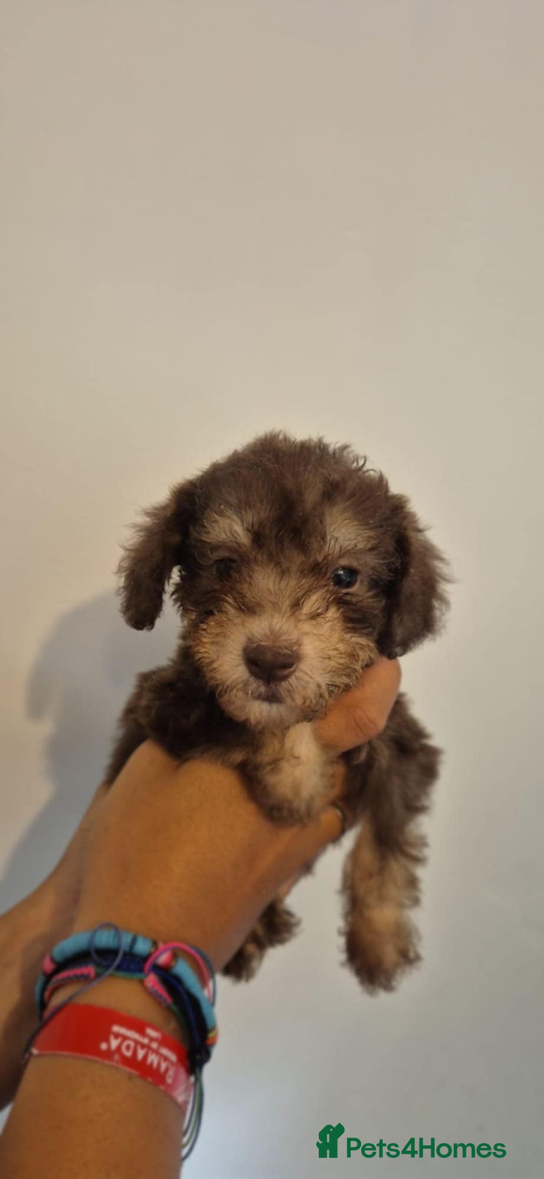 Bedlington Terrier dogs for sale: Bedlington terrier puppies  - Image 12