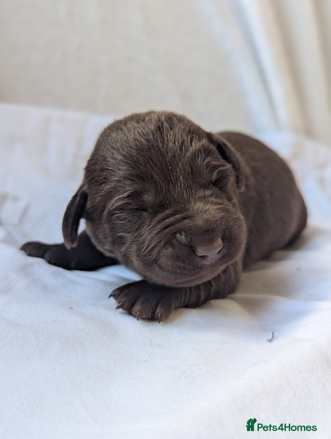 Labrador Retriever dogs for sale: Chocolate Labrador pups  - Image 8