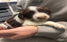 Mixed Breed dogs for sale: Spaniel puppies - Advert 14