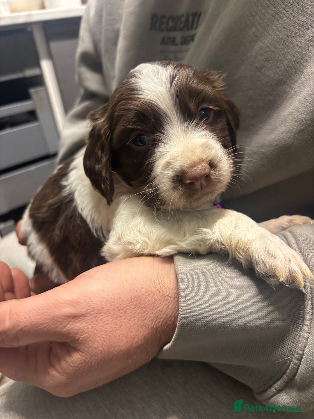 Mixed Breed dogs for sale: Spaniel puppies - Advert 14