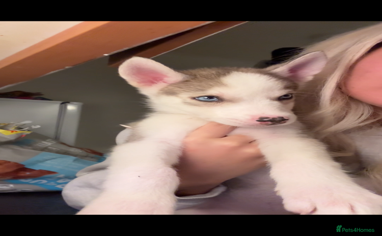 Siberian Husky dogs Husky puppies - Advert 1