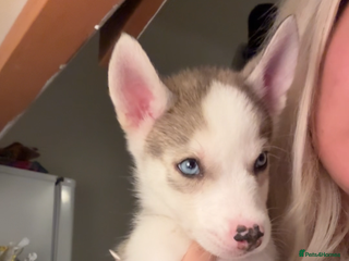 Siberian Husky dogs Husky puppies - Advert 7