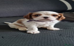 Cavalier King Charles Spaniel dogs for sale: Cavaliers King Charles spaniels - Image 27